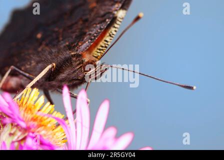 Schmetterling, der Nektar auf einer Osterblume sammelt Stockfoto