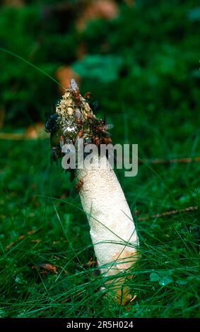 Stinkhorn, gewöhnliches Stinkhorn (Phallus impudicus) Stockfoto