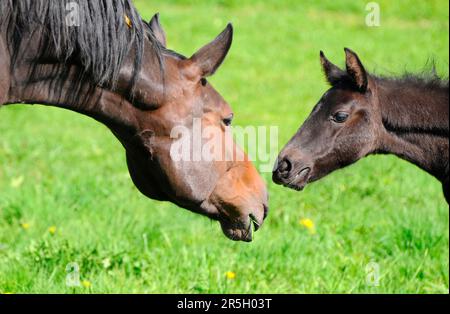 Deutsches Warmblut, Mare und Fohlen, deutsches Warmblüterpferd Stockfoto