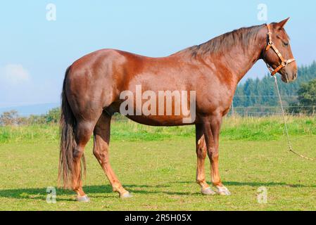 American Quarter Horse, Wallach, dunkle Kastanie, Halterungen, seitlich Stockfoto