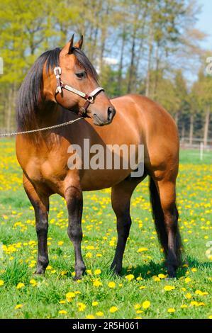 American Quarter Horse, Hengst, gelbes Dun, Halter Stockfoto