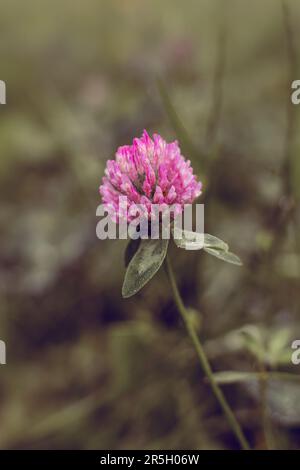 Blühende Puppenkleeblumen nach dem Regen Stockfoto