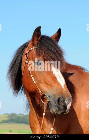 Pfalz-Ardennen-Kaltblut, Mare, Kaltblüterpferd, Bridle Stockfoto