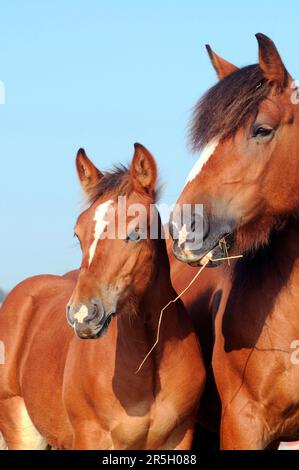 Pfalz-Ardennen-Kaltblut, Mare mit Fohlen, Kaltblut-Hengst, Colt Stockfoto