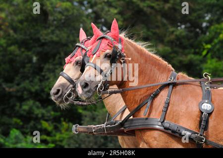 Haflinger, Fahren, Brustplattenspannung, zwei-in-Hand, Blinker Stockfoto