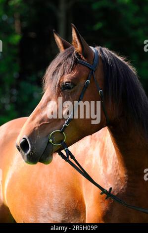 Pfalz-Ardennen-Kaltblut, Mare, Kaltblüterpferd, Bridle Stockfoto