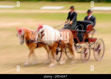 Haflinger, Driving, Brustplattenspannung, zwei-in-Hand, Dressage-Test Stockfoto