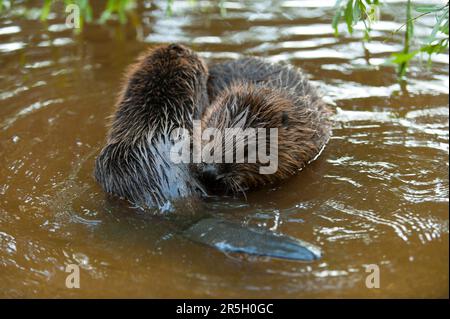 Europäischer Biber (Castor fiber), Jungbiber, Rosenheim, Bayern, Deutschland Stockfoto
