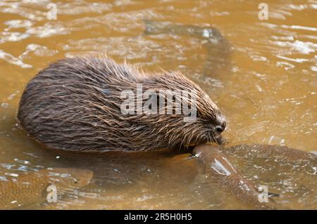 Europäischer Biber (Castor fiber) und Chub (Squalius cephalus), Rosenheim, Bayern, Deutschland Stockfoto