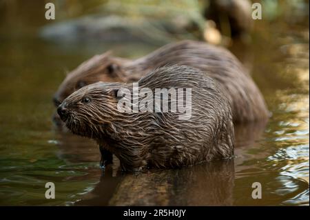 Europäischer Biber (Castor fiber) und Jungbiber, Rosenheim, Bayern, Deutschland Stockfoto