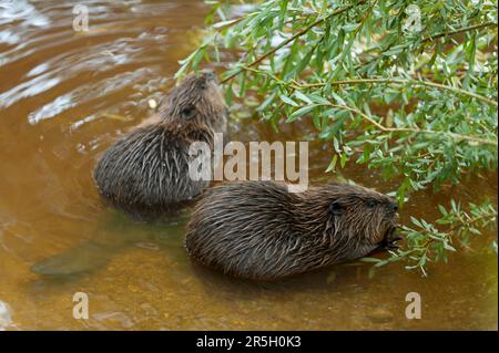 Europäischer Biber (Castor fiber), Jungbiber, Rosenheim, Bayern, Deutschland Stockfoto
