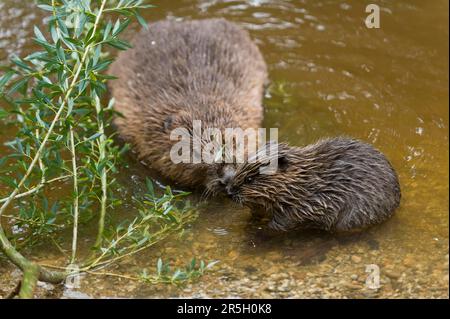 Europäischer Biber (Castor fiber) mit Jungbiber, Rosenheim, Bayern, Deutschland Stockfoto