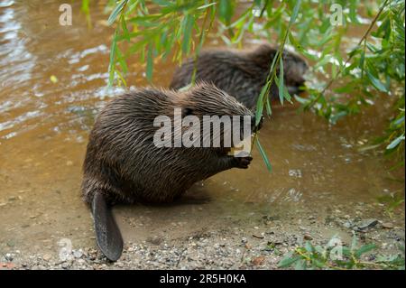 Europäischer Biber (Castor fiber), Jungtier, Rosenheim, Bayern, Deutschland Stockfoto