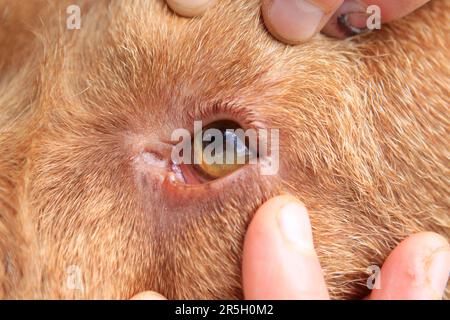 Wirehaired Hungarian Pointing Dog, Wirehaired Vizsla, Augenkontrolle Stockfoto