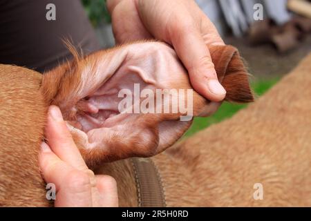 Wirehaired Hungarian Pointing Dog, Wirehaired Vizsla, Ohrensteuerung Stockfoto