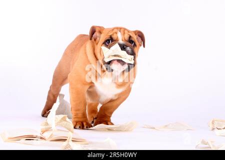 Englische Bulldogge, Zerrissenes Buch, Unartig, Zerrissenes Buch, Zerrissenes Buch, Zerrissen, Zerstört Stockfoto
