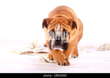 Englische Bulldogge, Zerrissenes Buch, Unartig, Zerrissenes Buch, Zerrissenes Buch, Zerrissen, Zerstört, Schlechtes Gewissen Stockfoto