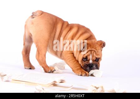 Englische Bulldogge, Zerrissenes Buch, Unartig, Zerrissenes Buch, Zerrissenes Buch, Zerrissen, Zerstört Stockfoto