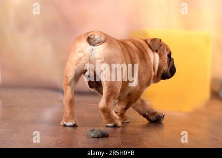 Englische Bulldogge, Hundeexkrement, Hundepoo, Nicht Stubenrein, Hausdurchbruch, Lösbar Stockfoto