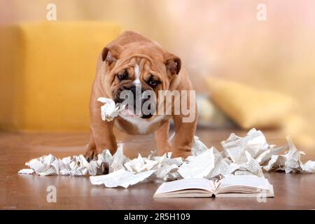 Englische Bulldogge, Zerrissenes Buch, Unartig, Zerrissenes Buch, Zerrissenes Buch, Zerrissen, Zerstört Stockfoto