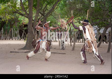 Krieger, traditioneller Tanz, DumaZulu, Duma Zulu, traditionelles Dorf, museumsdorf, KwaZulu Natal, Südafrika Stockfoto