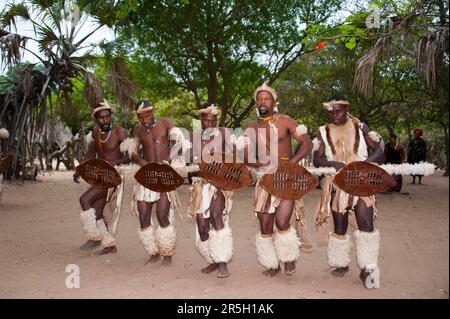 Men, DumaZulu, Duma Zulu, traditionelles Dorf, Museumsdorf, KwaZulu Natal, Südafrika, Krieger Stockfoto