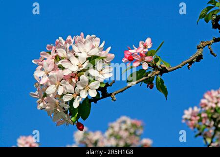 Wilder Apfel (Malus floribunda) Stockfoto