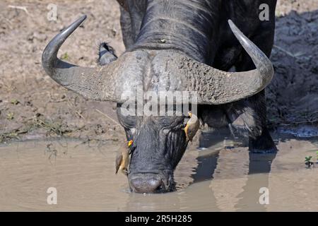 Afrikanischer Büffel (Syncerus caffer) und Gelbschnabeloxpecker (Buphagus africanus), Maasai Mara Wildreservat, Cape Buffalo, Büffel, Kenia Stockfoto