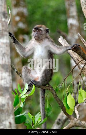 Langschwanzmakaken, Labuk Bay, Sabah, Borneo (Macaca facicularis), Krabbenmakaken, Malaysia Stockfoto