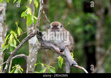 Langschwanzmakaken, Unterreife, Labuk Bay, Sabah, Borneo (Macaca facicularis), Krabbenfressende Makaken, Malaysia Stockfoto