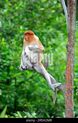 Coati, weiblich, Labuk Bay, Sabah, Proboscis Monkey (nasalis larvatus), Malaysia Stockfoto