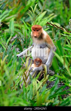 Proboscis-Affen (nasalis larvatus), weiblich und jung, Labuk Bay, Sabah, Borneo, Schlanke Affen, Malaysia Stockfoto