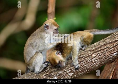 Langschwanzmakaken, gegenseitige Pflege, Labuk Bay, Sabah, Borneo (Macaca facicularis), Langschwanzmakak, Javaneraffe, Malaysia Stockfoto