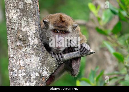 Langschwanzmakaken, Labuk Bay, Sabah, Borneo (Macaca facicularis), Krabbenmakaken, Malaysia Stockfoto