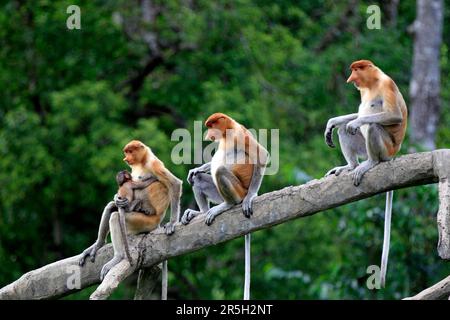 Proboscis-Affen (nasalis larvatus), weiblich und jung, Labuk Bay, Sabah, Borneo, Schlanke Affen, Malaysia Stockfoto