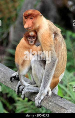 Proboscis Monkeys (nasalis larvatus), weiblich mit jungen Tieren, Labuk Bay, Sabah, Borneo, Malaysia Stockfoto