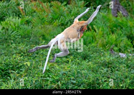 Proboscis-Affen (nasalis larvatus), weiblich und jung, Labuk Bay, Sabah, Borneo, Schlanke Affen, freisetzbar, Malaysia Stockfoto