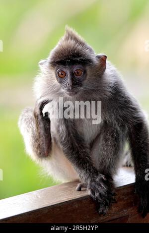 Silberblättriger Affe, jung, Labuk Bay, Sabah, Borneo, Malaysia (Trachypithecus cristatus) (Presbytis cristatus), Silvery Langur Stockfoto