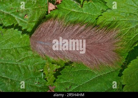 Essbare Dormaus (Glis glis), abgeworfen von der Schwanzflosse, Niedersachsen, Deutschland Stockfoto