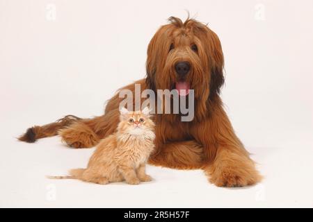 Briard, 1 Jahre, und Hauskatze, Kätzchen, Berger de Brie Stockfoto