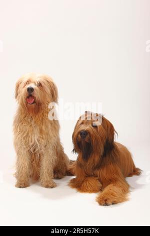 Briard, 1 Jahre, und Mischhund, Berger de Brie Stockfoto