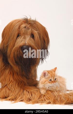 Briard, 1 Jahre, und Hauskatze, Kätzchen, Berger de Brie Stockfoto