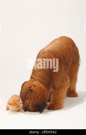 Briard, 1 Jahre, und Hauskatze, Kätzchen, Berger de Brie Stockfoto