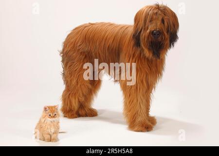 Briard, 1 Jahre, und Hauskatze, Kätzchen, Berger de Brie Stockfoto