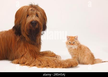 Briard, 1 Jahre, und Hauskatze, Kätzchen, Berger de Brie Stockfoto