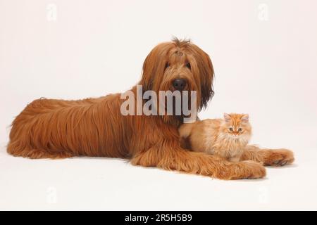 Briard, 1 Jahre, und Hauskatze, Kätzchen, Berger de Brie Stockfoto