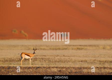 Springbok (Antidorcas marsupialis), Sossusvlei, Namibia Stockfoto