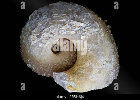 Der Kern des Bellerophon-Gastropods wird durch Kalkstein in Calzitkristallen ersetzt. Kaluzhskiy Region, Russland. Karbonuszeit Stockfoto