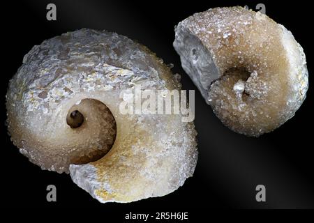 Der Kern des Bellerophon-Gastropods wird durch Kalkstein in Calzitkristallen ersetzt. Kaluzhskiy Region, Russland. Karbonuszeit Stockfoto