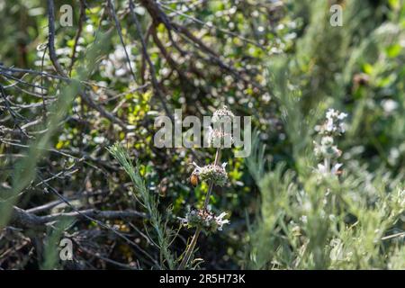 Biene auf schwarzer Salbeiblüte in der Küstenregion von Goleta bei Santa Barbara, Südkalifornien Stockfoto